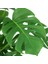 Monstera Deliciosa - Deve Tabanı - Ev Ofis Salon Iç Mekan Bitkisi - 60 cm 2