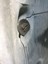Yeni Bmw Z4 (E85 +E86) Için Kapak Tekerlek Muhafazası Klipsi T3620817 3