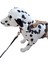 Köpek Göğüs Tasması küçük ırk hakiki deri vizon göğüs ölçüsü:30-60cm ayarlamalı dog harness Gt1-34 6