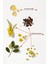Phyto Color Saç Boyası - Siyah 1 5