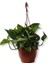 Epipremnum Pathos Potos Sarmaşığı 10-20 cm 1