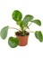 Çin Para Ağacı Bitkisi Ithal- Pilea Peperomioides 10-20 cm 1