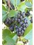 Viking Siyah Aronia Chokeberry Fidanı 10-20 cm 3
