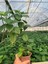 Viking Siyah Aronia Chokeberry Fidanı 10-20 cm 4