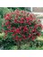 Fırça Çalısı Fidanı Callistemon Laevis 40-80 cm 1