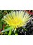 Kaz Ayağı Çiçeği Yer Örtücü Bitki 2 Adet (Carpobrotus Acinaciformis) 1