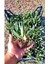Kaz Ayağı Çiçeği Yer Örtücü Bitki 2 Adet (Carpobrotus Acinaciformis) 2