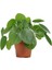 Pilea Çin Para Ağacı 10-20 cm 1
