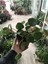 Pilea Çin Para Ağacı 10-20 cm 2