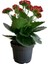 Kalanchoe Kalanşo Çiçeği (Kırmızı Çiçekli) 10-20 cm 1