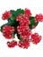 Kalanchoe Kalanşo Çiçeği (Kırmızı Çiçekli) 10-20 cm 2