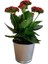Kalanchoe Kalanşo Çiçeği (Kırmızı Çiçekli) 10-20 cm 3