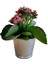 Kalanchoe Kalanşo Çiçeği (Mor Çiçekli) Fidanı 10-20 cm 3