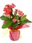 Dikenler Taci Euphorbia Milii Fidanı 10-20 cm 1