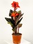 Canna Zambağı Indica Mor 10-20 cm 1