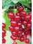 Frenk Üzümü Kırmızı Meyveli Fidanı 10-20 cm 1