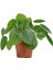 Pilea Bitkisi Para Çiçeği Fidanı 10-20 cm 1