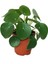 Pilea Bitkisi Para Çiçeği Fidanı 10-20 cm 2