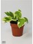 Patos Alacalı Sarmaşık Fidesi Epipremnum Aureum Njoy 10-20 cm 1