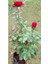 Kırmızı Gül Fidani 10-20 cm 3