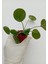 Çin Para Çiçeği Pilea Peperomioides Pilea Bitkisi Pilea Sukulent 1