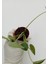 Çin Para Çiçeği Pilea Peperomioides Pilea Bitkisi Pilea Sukulent 2