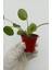 Çin Para Çiçeği Pilea Peperomioides Pilea Bitkisi Pilea Sukulent 3
