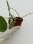 Çin Para Çiçeği Pilea Peperomioides Pilea Bitkisi Pilea Sukulent 5