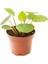 Pilea Peperomioides | Çin Para Ağacıfidanı 10-20 cm 1
