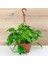 Salon Sarmaşığı, Pothos Çiçeği, Patos Çiçeği, Canlı Bitki 10-20 cm 1