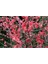 Şeker Kırmızı Chaenomeles Japon Ayvası Bahar Dalı Fidanı 30-50 cm 2