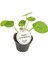 Salon Bitkileri Pilea Peperomioides Çin Para Bitkisi 10-20 cm 1