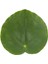 Salon Bitkileri Pilea Peperomioides Çin Para Bitkisi 10-20 cm 2