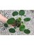 Saksılı Pilea Canlı Çiçek Çin Para Çiçeği 10-20 cm 2