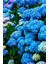 Canlı Ortanca Çiçeği Fidanı- Aşılı Tüplü Koyu Mavi 10-20 cm 1