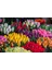 Garden Of Eden Esansı 20 ml - Premium Collection - Ifra Sertifikalı 1