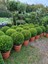 2 Adet Saksılı Şimşir (Buxus Sempervirens) Fidanı30-40 cm 1