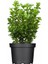 2 Adet Saksılı Şimşir (Buxus Sempervirens) Fidanı30-40 cm 2