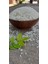 Osmancık Pirinç Yerli 2 kg 3