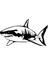Yeni Big White Shark 1