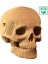 3D Puzzle - Skull 2