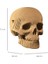 3D Puzzle - Skull 5
