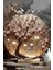 Sakura Ağacı & Fener Tasarımlı Uv Baskı Mdf Duvar Süsü – 33X33 cm & 20X20 cm DT148 3