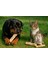 Zeytin Ağacı Çiğneme Oyuncağı (Kedi ve Köpek) 9