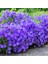 Campanula Carpatica Tohumu Tussock Bellflower Çan Çiçeği Kampanula 1