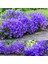 Campanula Carpatica Tohumu Tussock Bellflower Çan Çiçeği Kampanula 2