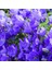 Campanula Carpatica Tohumu Tussock Bellflower Çan Çiçeği Kampanula 3
