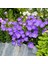 Campanula Carpatica Tohumu Tussock Bellflower Çan Çiçeği Kampanula 4