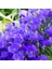 Campanula Carpatica Tohumu Tussock Bellflower Çan Çiçeği Kampanula 5