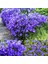 Campanula Carpatica Tohumu Tussock Bellflower Çan Çiçeği Kampanula 6